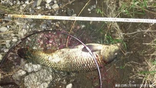 コイ55cm 釣果情報 千葉県養老川 19年11月30日18時 きよふみ 即戦力釣り情報