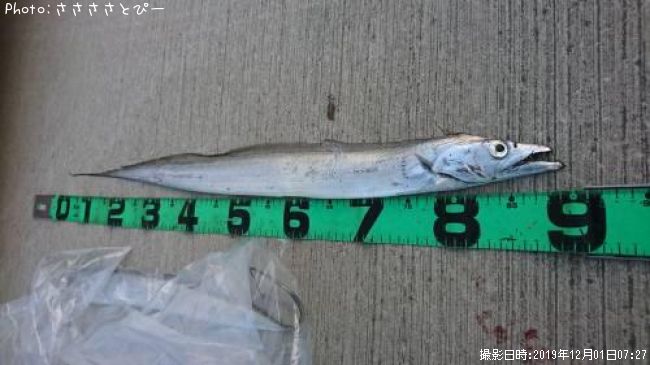 タチウオ釣果 ポイント千葉県袖ヶ浦ホーム 19年12月1日7時27分 ささささとぴー 即戦力釣り情報