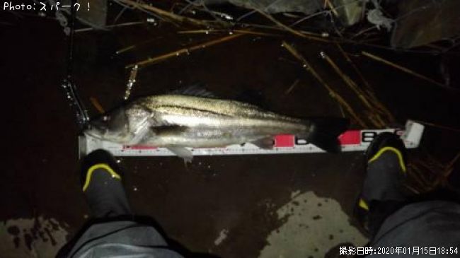 シーバス77cm 釣果情報 東京都江戸川区 年1月15日18時 スパーク 即戦力釣り情報