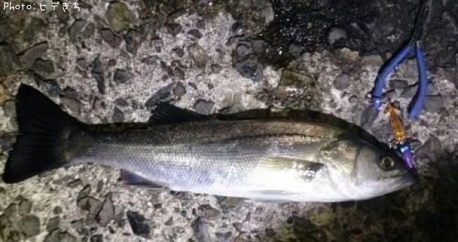 シーバス42cm 釣果情報 山口県周防大島 年2月1日0時 ヒデきち 即戦力釣り情報