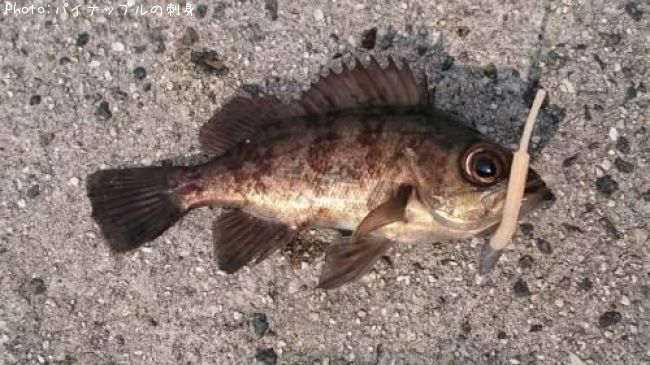 メバル13cm 釣果情報 広島県安芸津 年2月2日13時 パイナップルの刺身 即戦力釣り情報