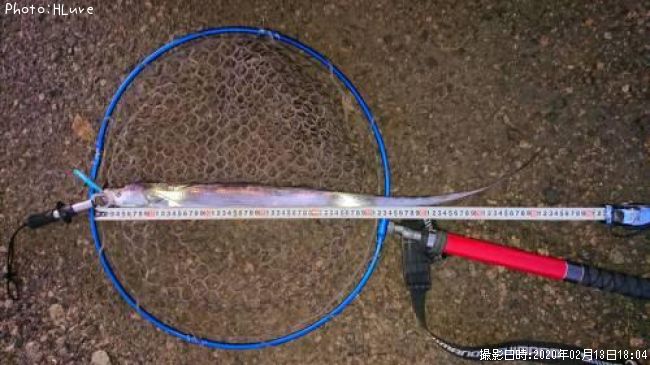 タチウオ80cm 釣果情報 広島県広島県呉市 年2月13日18時 Hlure 即戦力釣り情報