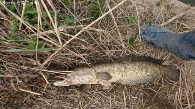 雷魚90cm 釣果情報 埼玉県朝霞市 年2月29日18時 どすこい 即戦力釣り情報