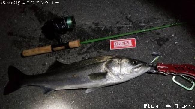 シーバス64cm 釣果情報 三重県桑名市揖斐川 年3月9日22時 ぽんこつアングラー 即戦力釣り情報