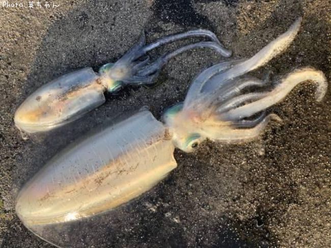 アオリイカ 32cm 釣果情報 山口県長門市 年5月11日15時 英ちゃん 即戦力釣り情報 アオリイカ 32cm 釣果情報 山口県長門市 年5月11日15時 英ちゃん 即戦力釣り情報