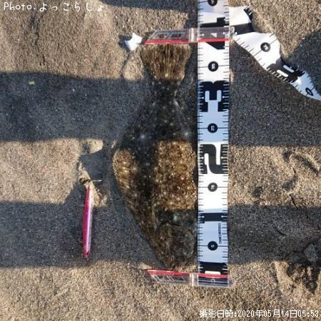 ヒラメ38cm 釣果情報 茨城県鹿島灘サーフ 年5月14日5時 よっこらしょ 即戦力釣り情報