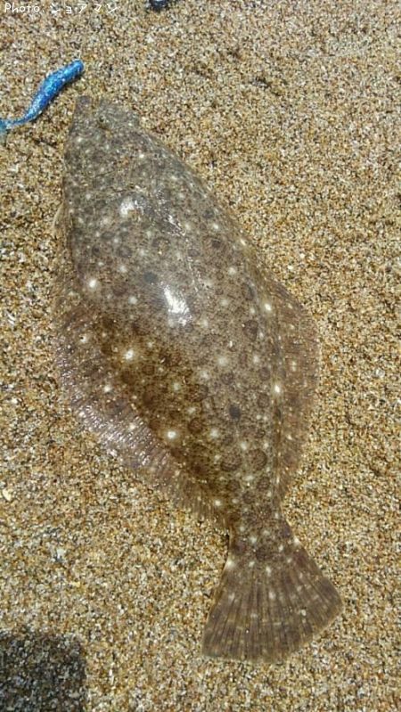 ソゲ37cm 釣果情報 宮城県サーフ 年5月28日10時 ショアマン 即戦力釣り情報