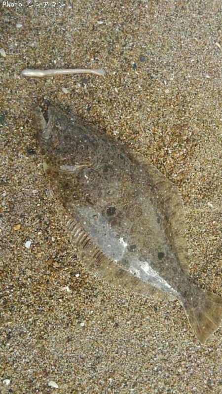 ソゲ37cm 釣果情報 宮城県サーフ 年6月3日14時 ショアマン 即戦力釣り情報