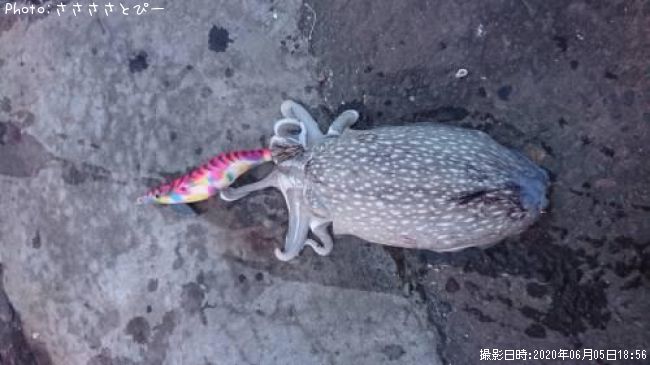 シリヤケイカ300g 釣果情報 千葉県袖ヶ浦ホーム 年6月5日18時 ささささとぴー 即戦力釣り情報