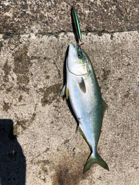 イナダ42cm 釣果情報 青森県青森市 年6月16日9時 ゆとゆとゆとゆと 即戦力釣り情報