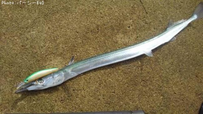 ダツ Needlefish Japaneseclass Jp