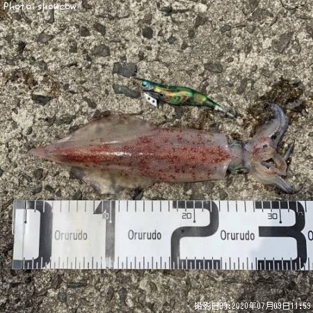 剣先イカ24cm 釣果情報 青森県西海岸 年7月9日11時 Showcow 即戦力釣り情報
