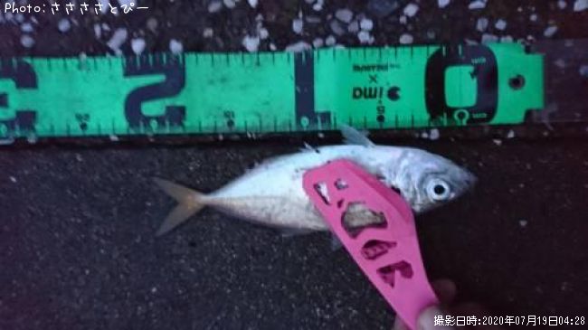 アジ釣果 ポイント千葉県袖ヶ浦ホーム 年7月19日4時28分 ささささとぴー 即戦力釣り情報
