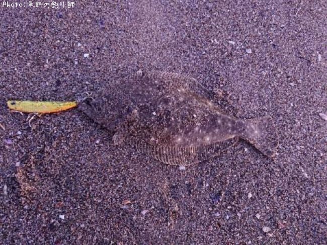 ソゲ30cm 釣果情報 宮城県サーフ 年7月24日4時 早朝の釣り師 即戦力釣り情報