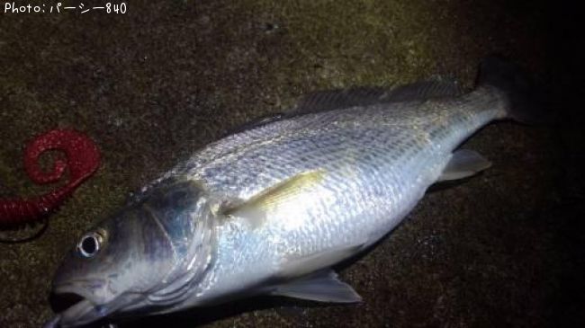 イシモチ釣果 ポイント宮城県海 年7月26日19時6分 パーシー840 即戦力釣り情報