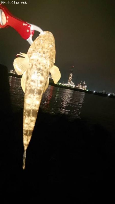 マゴチ32cm 釣果情報 三重県四日市市 年7月29日1時 Takuya I 即戦力釣り情報 マゴチ32cm 釣果情報 三重県四日市市 年7月29日1時 Takuya I 即戦力釣り情報