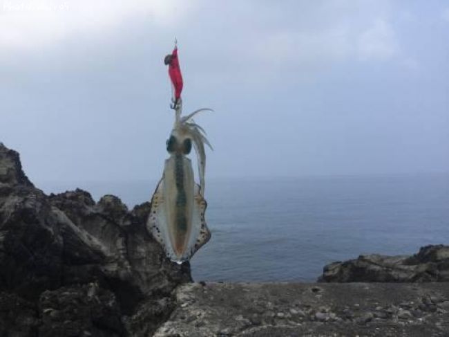 アオリイカ釣果 ポイント鹿児島県屋久島 年8月3日19時27分 Nhiro5 即戦力釣り情報