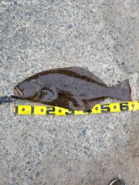 ヒラメ65cm 釣果情報 茨城県海 年8月22日16時 ザイモクヤ 即戦力釣り情報