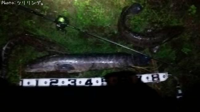 雷魚81cm 釣果情報 石川県かほく 年10月8日21時 ツリリング 即戦力釣り情報