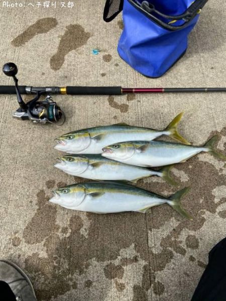 フクラギ40cm 釣果情報 富山県魚津 年10月12日10時 ヘチ探り又郎 即戦力釣り情報