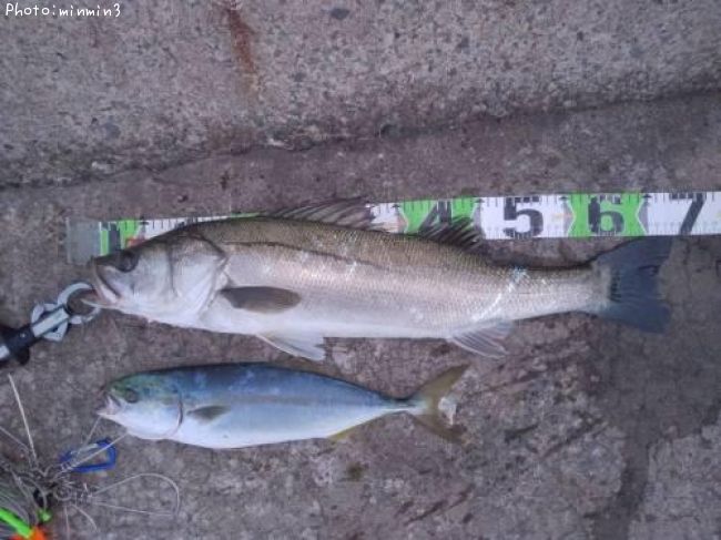 シーバス68cm 釣果情報 青森県青森市 年10月15日5時 Minmin3 即戦力釣り情報