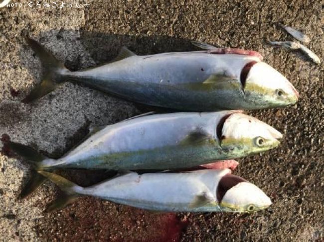 ヤズ48cm 釣果情報 岡山県倉敷市 年10月21日6時 くろねこよっしー 即戦力釣り情報 ヤズ48cm 釣果情報 岡山県倉敷市 年10月21日6時 くろねこよっしー 即戦力釣り情報