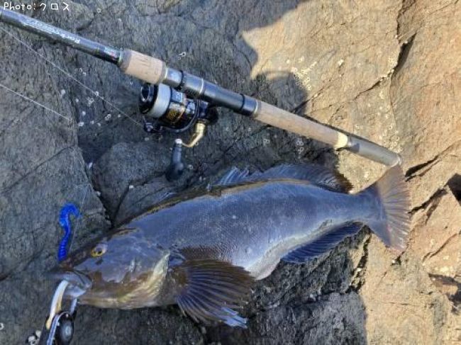 アイナメ48cm 釣果情報 宮城県牡鹿半島 年11月15日16時 クロス 即戦力釣り情報 アイナメ48cm 釣果情報 宮城県牡鹿半島 年11月15日16時 クロス 即戦力釣り情報