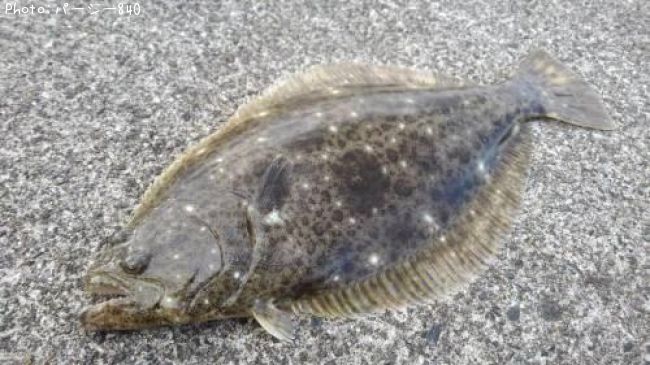 ヒラメ ソゲ 37cm 釣果情報 宮城県海 年12月5日9時 パーシー840 即戦力釣り情報