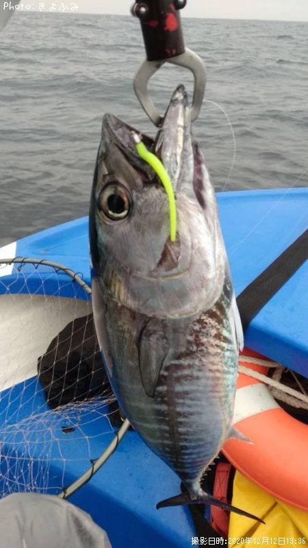千葉県でメジマグロが釣れるポイントはどこ 釣れるシーズンやルアー釣り情報や釣果発信中 即戦力釣り情報