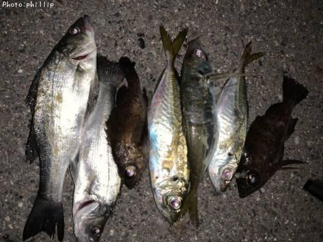 アジ メバル セイゴ25cm 釣果情報 福岡県北九州市 21年1月11日21時 Phillip 即戦力釣り情報