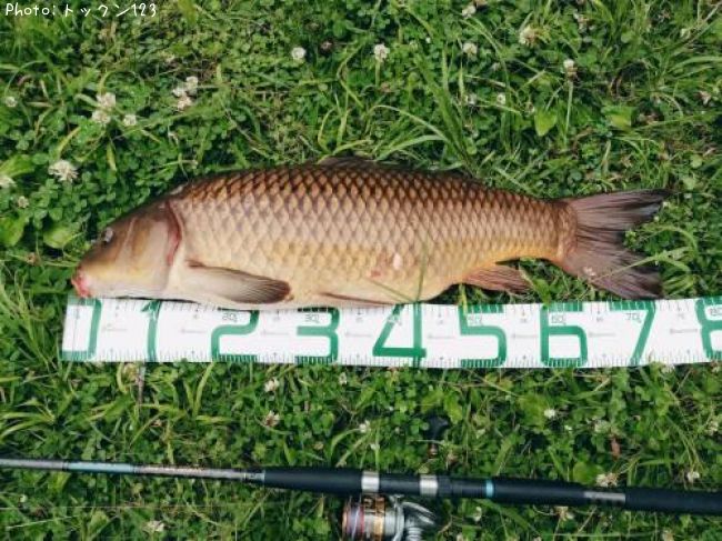 栃木県で鯉が釣れるポイントはどこ 釣れるシーズンやルアー釣り情報や釣果発信中 即戦力釣り情報