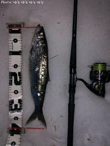 ニシン39cm 釣果情報 青森県六ヶ所 21年1月26日時 ゆとゆとゆとゆと 即戦力釣り情報