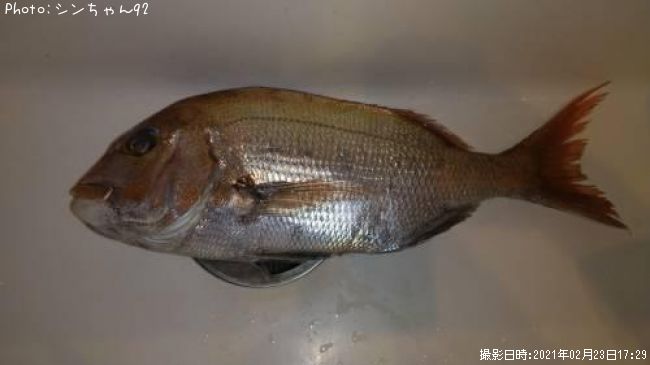 マダイ45cm 釣果情報 広島県竹原市 21年2月23日17時 シンちゃん92 即戦力釣り情報