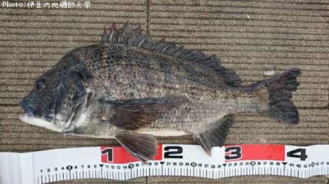 クロダイ43cm】釣果情報:神奈川県横浜市磯子区杉田5-31『杉田臨海緑地』:[2021年5月30日17時] | 伊豆の地磯師元栄 | 即戦力釣り情報