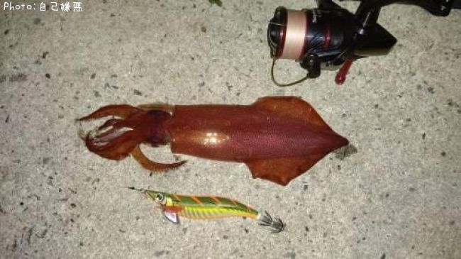 知りたい 山口県のケンサキイカ釣り情報を発信中 ポイントからシーズンやルアーまで釣果情報 即戦力釣り情報 知りたい 山口県のケンサキイカ釣り情報を発信中 ポイントからシーズンやルアーまで釣果情報 即戦力釣り情報