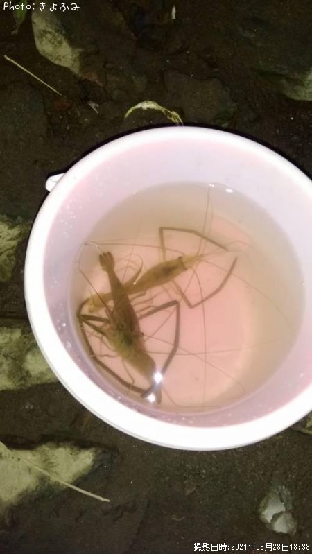 テナガエビ10cm 釣果情報 千葉県養老川 21年6月28日18時 きよふみ 即戦力釣り情報