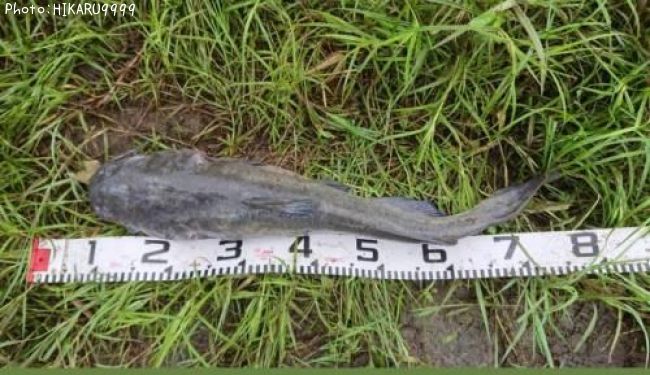 知りたい 茨城県のアメリカナマズ釣り情報を発信中 ポイントからシーズンやルアーまで釣果情報 即戦力釣り情報