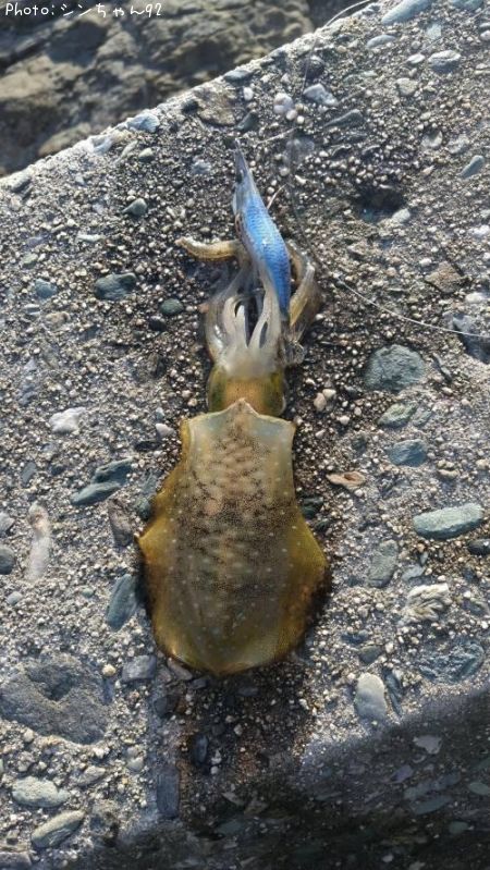 アオリイカ12cm 釣果情報 広島県東広島市 21年10月2日19時 シンちゃん92 即戦力釣り情報