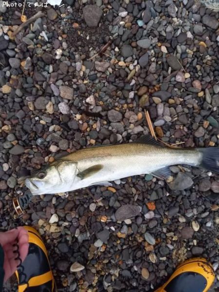シーバス64cm 釣果情報 青森県西海岸 21年10月16日6時 でんぱリン 即戦力釣り情報