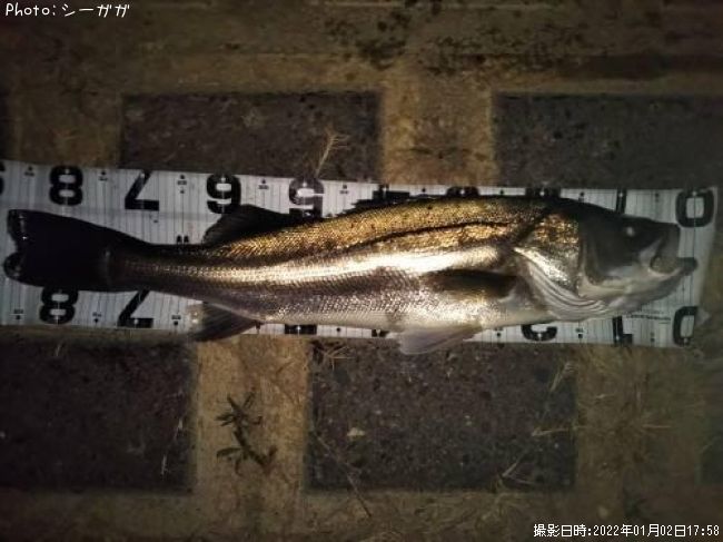 シーバス60cm 釣果情報 東京都荒川河口域 22年1月2日17時 シーガガ 即戦力釣り情報