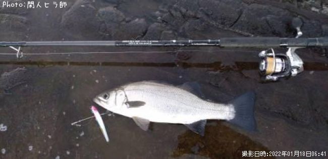ヒラスズキ54cm 釣果情報 神奈川県横須賀市 22年1月18日6時 閑人ヒラ師 即戦力釣り情報
