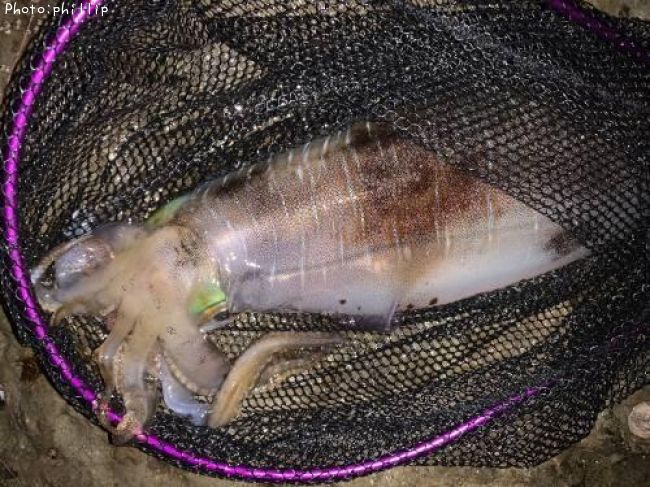 アオリイカ40cm 釣果情報 福岡県北九州市 22年4月25日時 Phillip 即戦力釣り情報