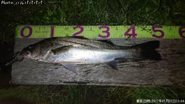 シーバス クロダイ50cm 釣果情報 千葉県内房 22年5月5日21時 ハルパパパパ 即戦力釣り情報