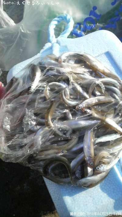稚鮎7cm 釣果情報 茨城県大洗町 10年4月25日16時 えく Fishing 即戦力釣り情報 稚鮎7cm 釣果情報 茨城県大洗町 10年4月25日16時 えく Fishing 即戦力釣り情報