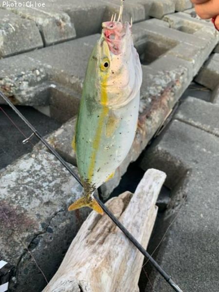 フクラギ31cm 釣果情報 北海道苫小牧 22年8月14日18時 Chloe 即戦力釣り情報