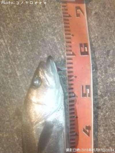 シーバス60cm 釣果情報 島根県浜田市 10年5月7日22時 コノヤロォォォ 即戦力釣り情報