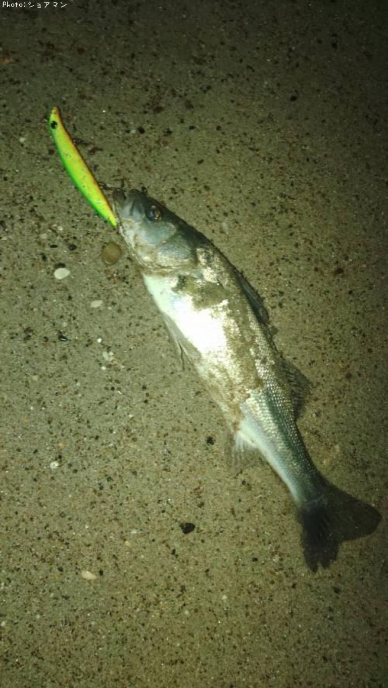 �����Х�