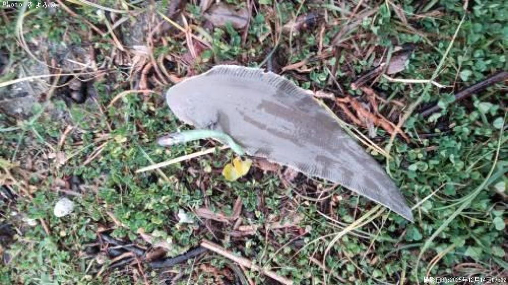 �����ӥ��