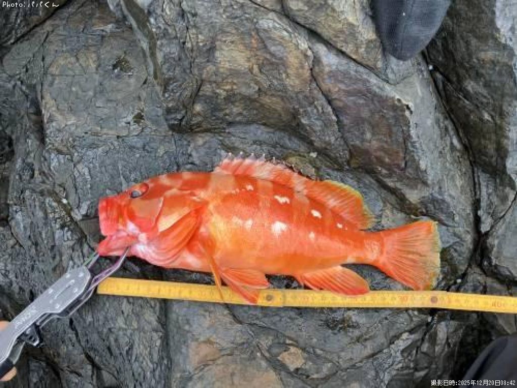 �����ϥ�