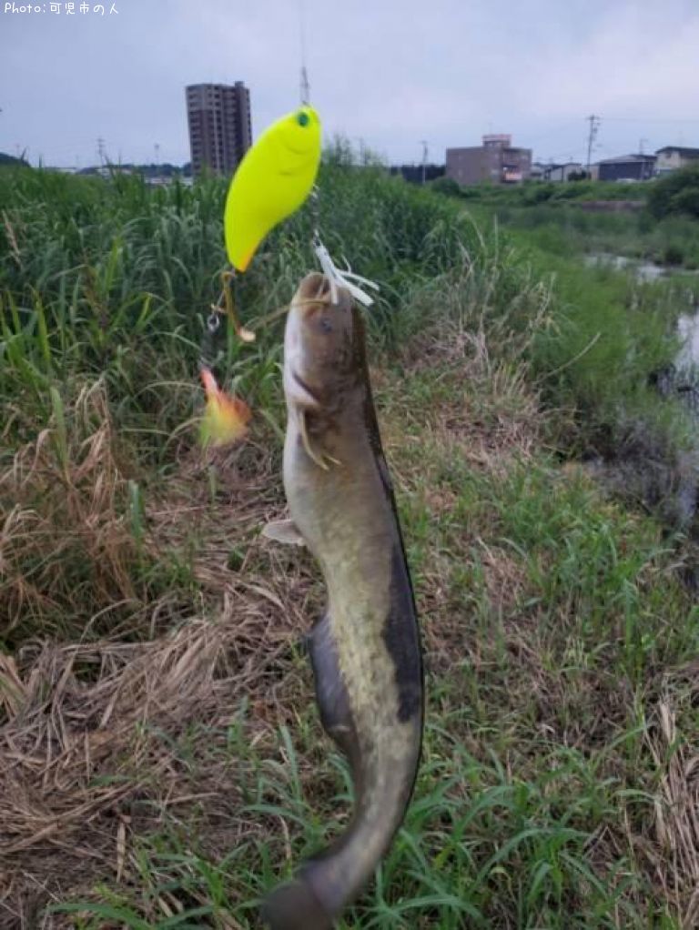 �ʥޥ�